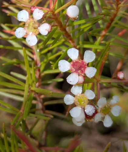 Sannantha pinifolia observed 2026-05-16