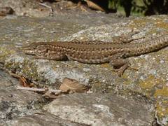 Podarcis guadarramae