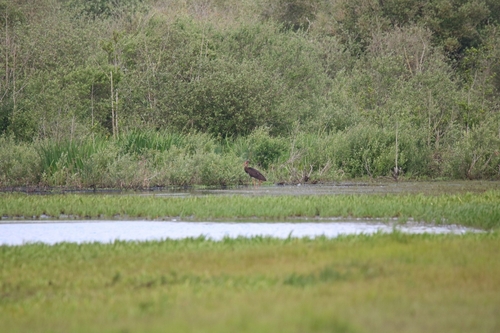 Black Stork