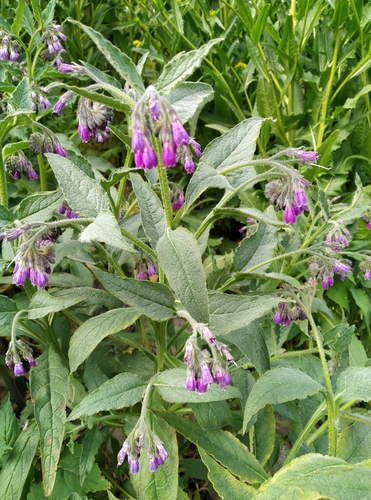 Symphytum officinale observed 2026-06-03