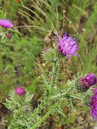Common Drone Fly