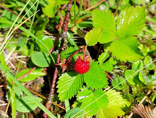 woodland strawberry