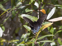 Papilio glaucus image