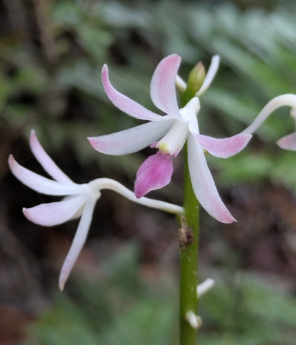 Dipodium squamatum observed 2026-05-16