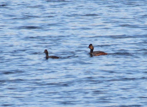 iNaturalist: (c) Іван Абрамович, some rights reserved (CC BY-NC), uploaded by Іван Абрамович iNaturalist image