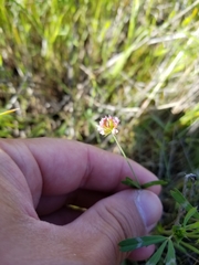 Trifolium bifidum