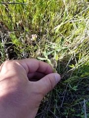 Trifolium bifidum