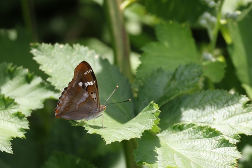 Lesser Purple Emperor