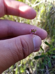 Trifolium bifidum