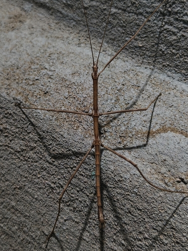 Pseudosermyle straminea