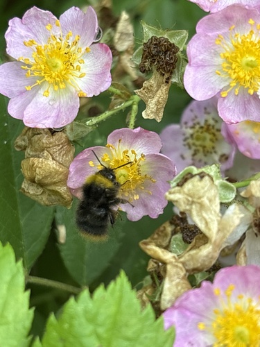 Early Bumble Bee