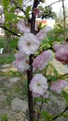 Prunus triloba