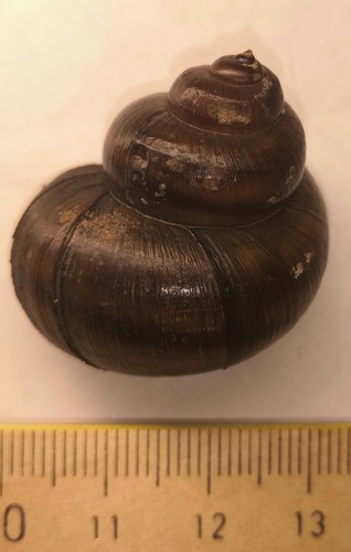 Lister's River-snail