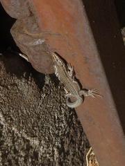 Podarcis guadarramae