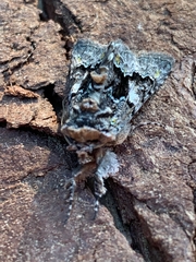 Behrensia conchiformis