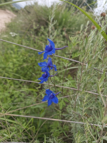 Siberian larkspur