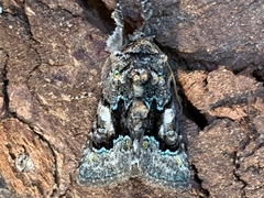 Behrensia conchiformis