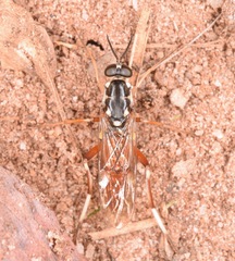 Xylomya pallidifemur