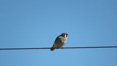 Falco sparverius image