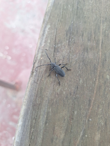 Ropalopus clavipes