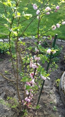 Prunus triloba