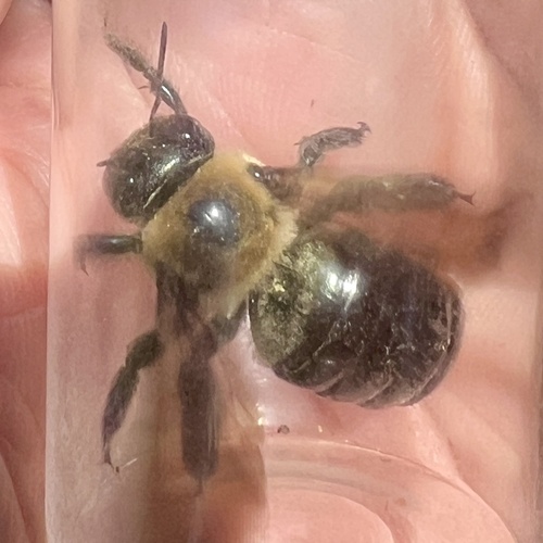 Abeja carpintera oriental