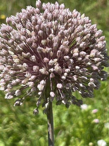 many-flowered garlic