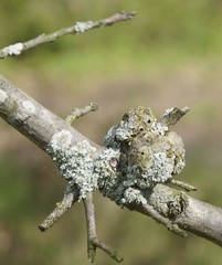 Callirhytis quercuscornigera