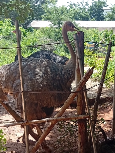 Common Ostrich