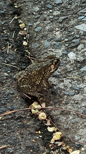 Taiwan Common Toad