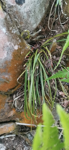 tape fern