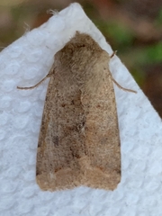 Orthosia pacifica