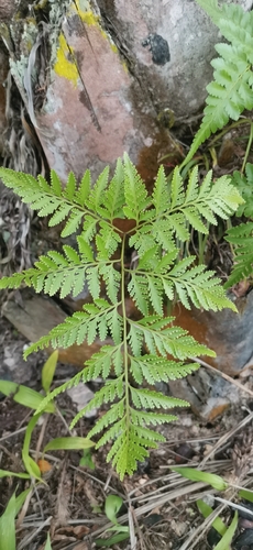 Davallia denticulata