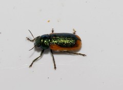 Smaragdina limbata