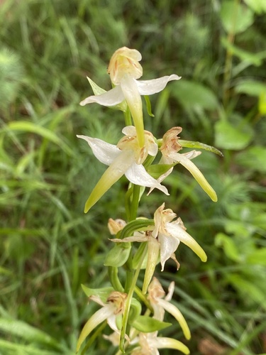 Greater butterfly-orchid