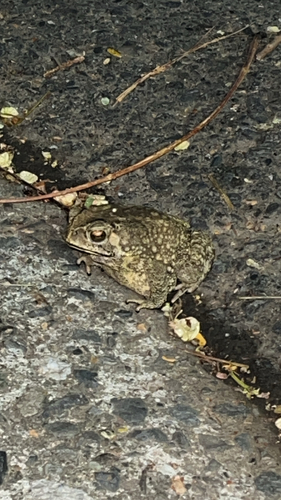 Asian Common Toad