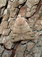 Cissusa indiscreta