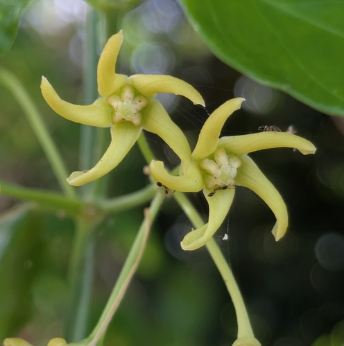 Vincetoxicum biglandulosum observed 2026-05-15