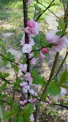 Prunus triloba