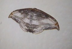 Morphomima fulvitacta image