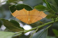 Tetracis cervinaria