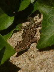 Podarcis guadarramae