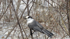 Perisoreus canadensis image