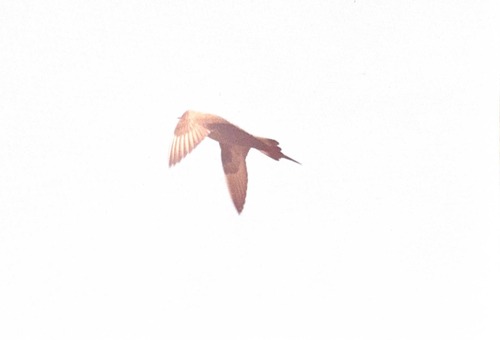 iNaturalist image