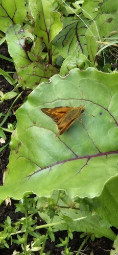 Large Skipper