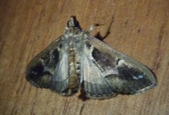 Diaphania costaricalis