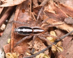 Cesonia bilineata