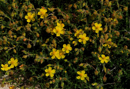 Thyme-leaved Rockrose