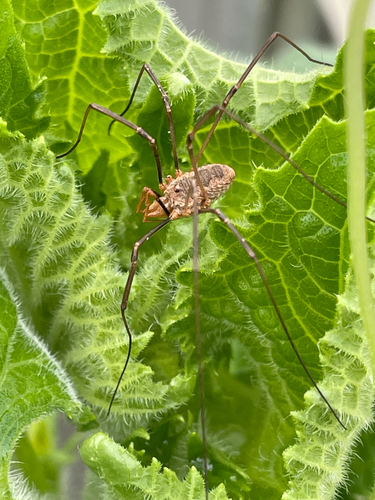 European Harvestman