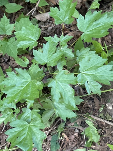 Наблюдение на iNaturalist